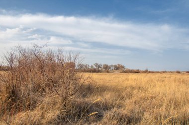 kum bahar bozkır. ağaçlar ve kum mavi gökyüzü arka plan üzerinde. Kazakistan bozkırlarında