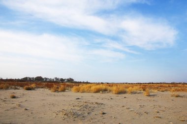 kum bahar bozkır. ağaçlar ve kum mavi gökyüzü arka plan üzerinde. Kazakistan bozkırlarında
