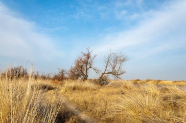 kum bahar bozkır. ağaçlar ve kum mavi gökyüzü arka plan üzerinde. Kazakistan bozkırlarında