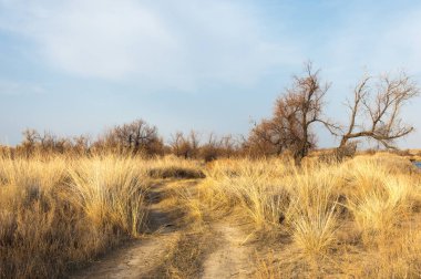 kum bahar bozkır. ağaçlar ve kum mavi gökyüzü arka plan üzerinde. Kazakistan bozkırlarında