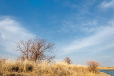 kum bahar bozkır. ağaçlar ve kum mavi gökyüzü arka plan üzerinde. Kazakistan bozkırlarında