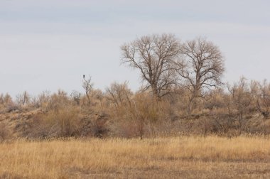 kum bahar bozkır. ağaçlar ve kum mavi gökyüzü arka plan üzerinde. Kazakistan bozkırlarında