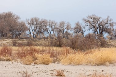 kum bahar bozkır. ağaçlar ve kum mavi gökyüzü arka plan üzerinde. Kazakistan bozkırlarında