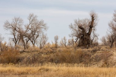 kum bahar bozkır. ağaçlar ve kum mavi gökyüzü arka plan üzerinde. Kazakistan bozkırlarında