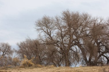 kum bahar bozkır. ağaçlar ve kum mavi gökyüzü arka plan üzerinde. Kazakistan bozkırlarında