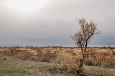 kum bahar bozkır. ağaçlar ve kum mavi gökyüzü arka plan üzerinde. Kazakistan bozkırlarında