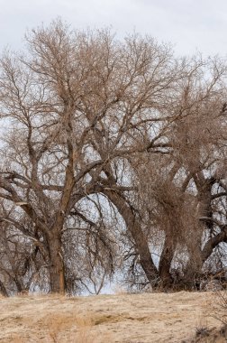 kum bahar bozkır. ağaçlar ve kum mavi gökyüzü arka plan üzerinde. Kazakistan bozkırlarında