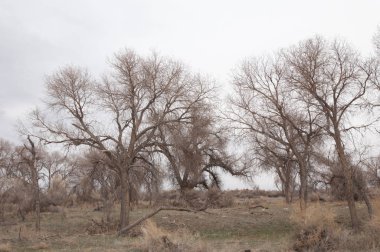 kum bahar bozkır. ağaçlar ve kum mavi gökyüzü arka plan üzerinde. Kazakistan bozkırlarında