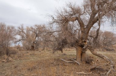 kum bahar bozkır. ağaçlar ve kum mavi gökyüzü arka plan üzerinde. Kazakistan bozkırlarında