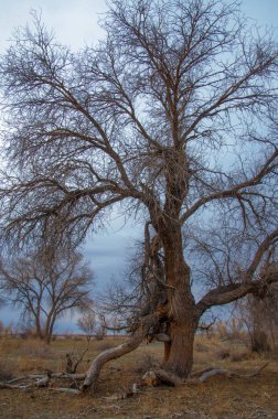 bahar bozkır. Doğa kıştan sonra uyanır. çölde ağaçlar geçen yılki çim