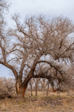 bahar bozkır. Doğa kıştan sonra uyanır. çölde ağaçlar geçen yılki çim