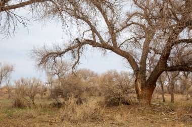 bahar bozkır. Doğa kıştan sonra uyanır. çölde ağaçlar geçen yılki çim