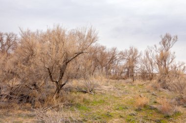 bahar bozkır. Doğa kıştan sonra uyanır. çölde ağaçlar geçen yılki çim