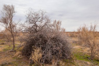 bahar bozkır. Doğa kıştan sonra uyanır. çölde ağaçlar geçen yılki çim