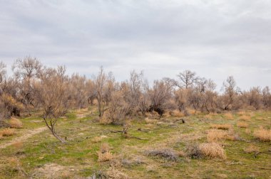 bahar bozkır. Doğa kıştan sonra uyanır. çölde ağaçlar geçen yılki çim