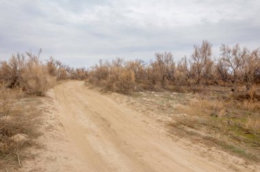 bahar bozkır. Doğa kıştan sonra uyanır. çölde ağaçlar geçen yılki çim