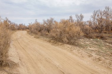 bahar bozkır. Doğa kıştan sonra uyanır. çölde ağaçlar geçen yılki çim