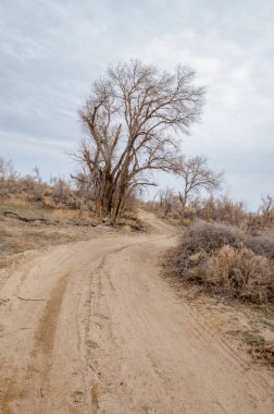 bahar bozkır. Doğa kıştan sonra uyanır. çölde ağaçlar geçen yılki çim