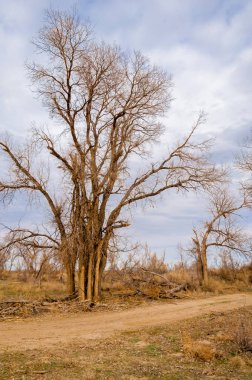 bahar bozkır. Doğa kıştan sonra uyanır. çölde ağaçlar geçen yılki çim
