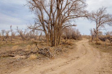 bahar bozkır. Doğa kıştan sonra uyanır. çölde ağaçlar geçen yılki çim