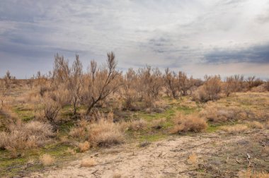 bahar bozkır. Doğa kıştan sonra uyanır. çölde ağaçlar geçen yılki çim