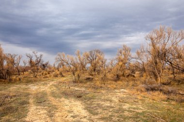 bahar bozkır. Doğa kıştan sonra uyanır. çölde ağaçlar geçen yılki çim