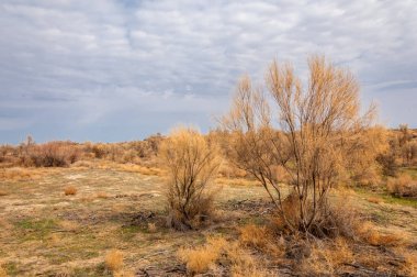 bahar bozkır. Doğa kıştan sonra uyanır. çölde ağaçlar geçen yılki çim