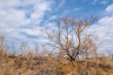 bahar bozkır. Doğa kıştan sonra uyanır. çölde ağaçlar geçen yılki çim