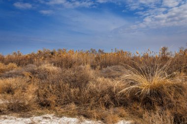 bahar bozkır. Doğa kıştan sonra uyanır. çölde ağaçlar geçen yılki çim