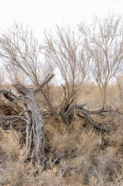 bahar bozkır. Doğa kıştan sonra uyanır. çölde ağaçlar geçen yılki çim