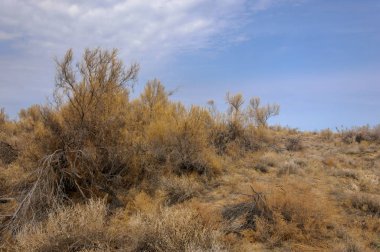 bahar bozkır. Doğa kıştan sonra uyanır. çölde ağaçlar geçen yılki çim