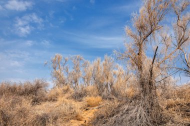 bahar bozkır. Doğa kıştan sonra uyanır. çölde ağaçlar geçen yılki çim