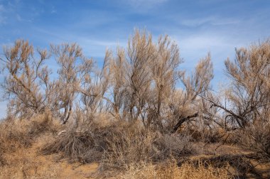 bahar bozkır. Doğa kıştan sonra uyanır. çölde ağaçlar geçen yılki çim