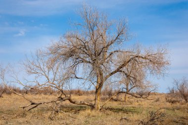 bahar bozkır. Doğa kıştan sonra uyanır. çölde ağaçlar geçen yılki çim