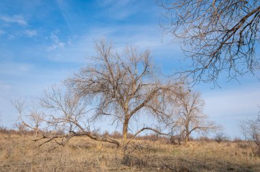 bahar bozkır. Doğa kıştan sonra uyanır. çölde ağaçlar geçen yılki çim