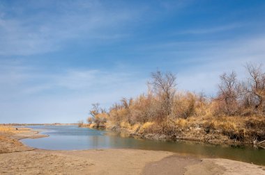 bahar bozkır. Doğa kıştan sonra uyanır. çölde ağaçlar geçen yılki çim