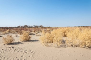 bahar bozkır. Doğa kıştan sonra uyanır. çölde ağaçlar geçen yılki çim