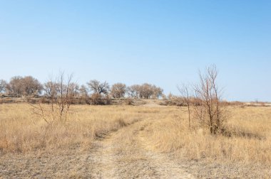 bahar bozkır. Doğa kıştan sonra uyanır. çölde ağaçlar geçen yılki çim