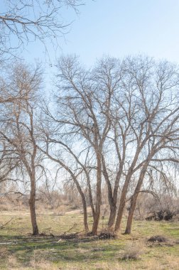 bahar bozkır. Doğa kıştan sonra uyanır. çölde ağaçlar geçen yılki çim