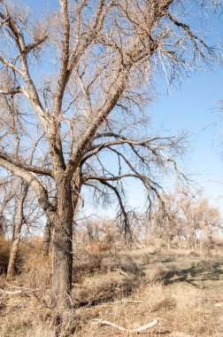 bahar bozkır. Doğa kıştan sonra uyanır. çölde ağaçlar geçen yılki çim
