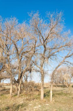 bahar bozkır. Doğa kıştan sonra uyanır. çölde ağaçlar geçen yılki çim