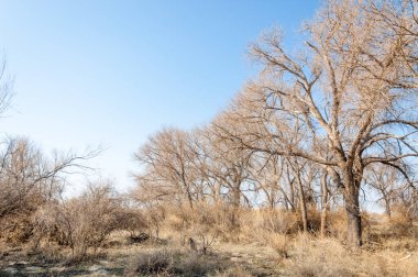 bahar bozkır. Doğa kıştan sonra uyanır. çölde ağaçlar geçen yılki çim