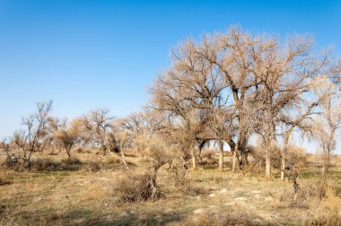 bahar bozkır. Doğa kıştan sonra uyanır. çölde ağaçlar geçen yılki çim