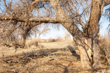 bahar bozkır. Doğa kıştan sonra uyanır. çölde ağaçlar geçen yılki çim