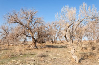 bahar bozkır. Doğa kıştan sonra uyanır. çölde ağaçlar geçen yılki çim