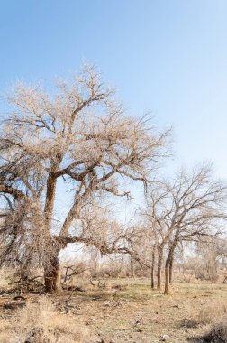 bahar bozkır. Doğa kıştan sonra uyanır. çölde ağaçlar geçen yılki çim
