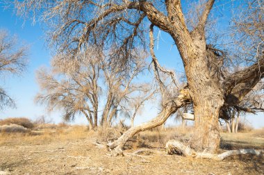 bahar bozkır. Doğa kıştan sonra uyanır. çölde ağaçlar geçen yılki çim