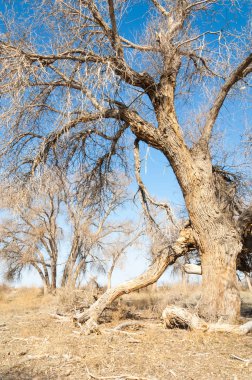 bahar bozkır. Doğa kıştan sonra uyanır. çölde ağaçlar geçen yılki çim
