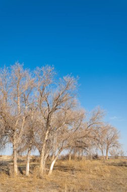 bahar bozkır. Doğa kıştan sonra uyanır. çölde ağaçlar geçen yılki çim