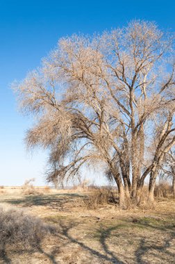 bahar bozkır. Doğa kıştan sonra uyanır. çölde ağaçlar geçen yılki çim